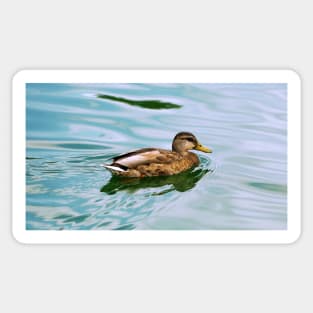 A Duck Swimming In a Pond Sticker